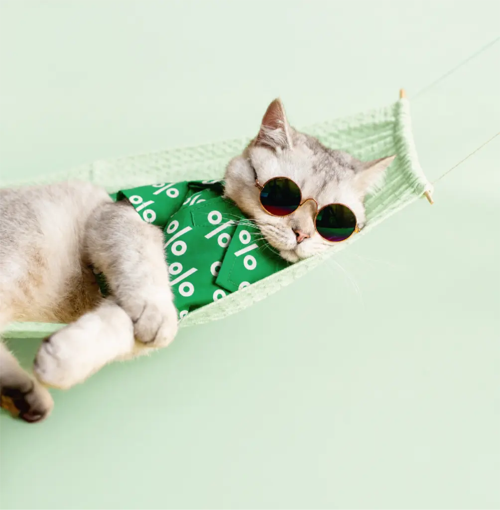 Eine Katze mit Sonnenbrille entspannt in einer Hängematte. Sie trägt ein grünes Poloshirt mit vielen Prozentzeichen darauf.
