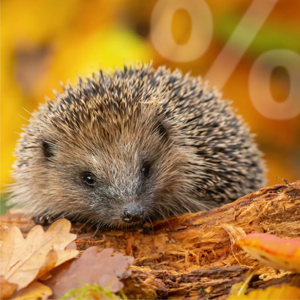 Igel mit einem Prozentzeichen im Hintergrund