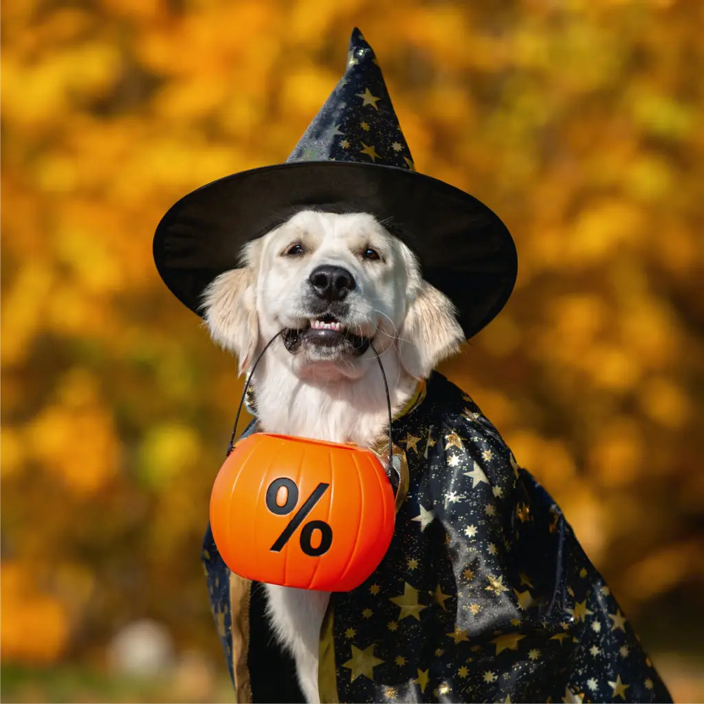 Fotografie eines Golden Retrivers, der einen Zauberhut sowie einen Zauberumhang trägt. Beides ist mit kleinen goldenen Sternchen verziert. Im Mund hät er einen kleinen Korb, der optisch einem Kürbis nachempfunden ist. Auf dem Korb ist ein schwarzes Prozentzeichen abgebildet.